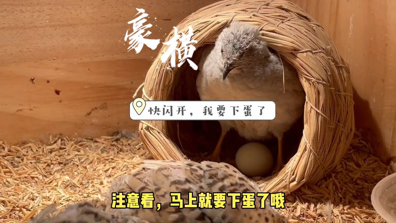 #芦丁鸡#前方高能,豪横的芦丁鸡邀请大家看她下蛋咯,让你们见识一下什么是超级会下蛋的宠物鸡