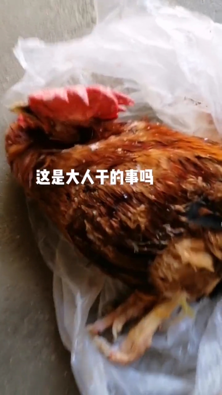 昨天朋友来家里喝酒,想吃我家的大公鸡,我没让吃,结果把我公鸡给活活冻死