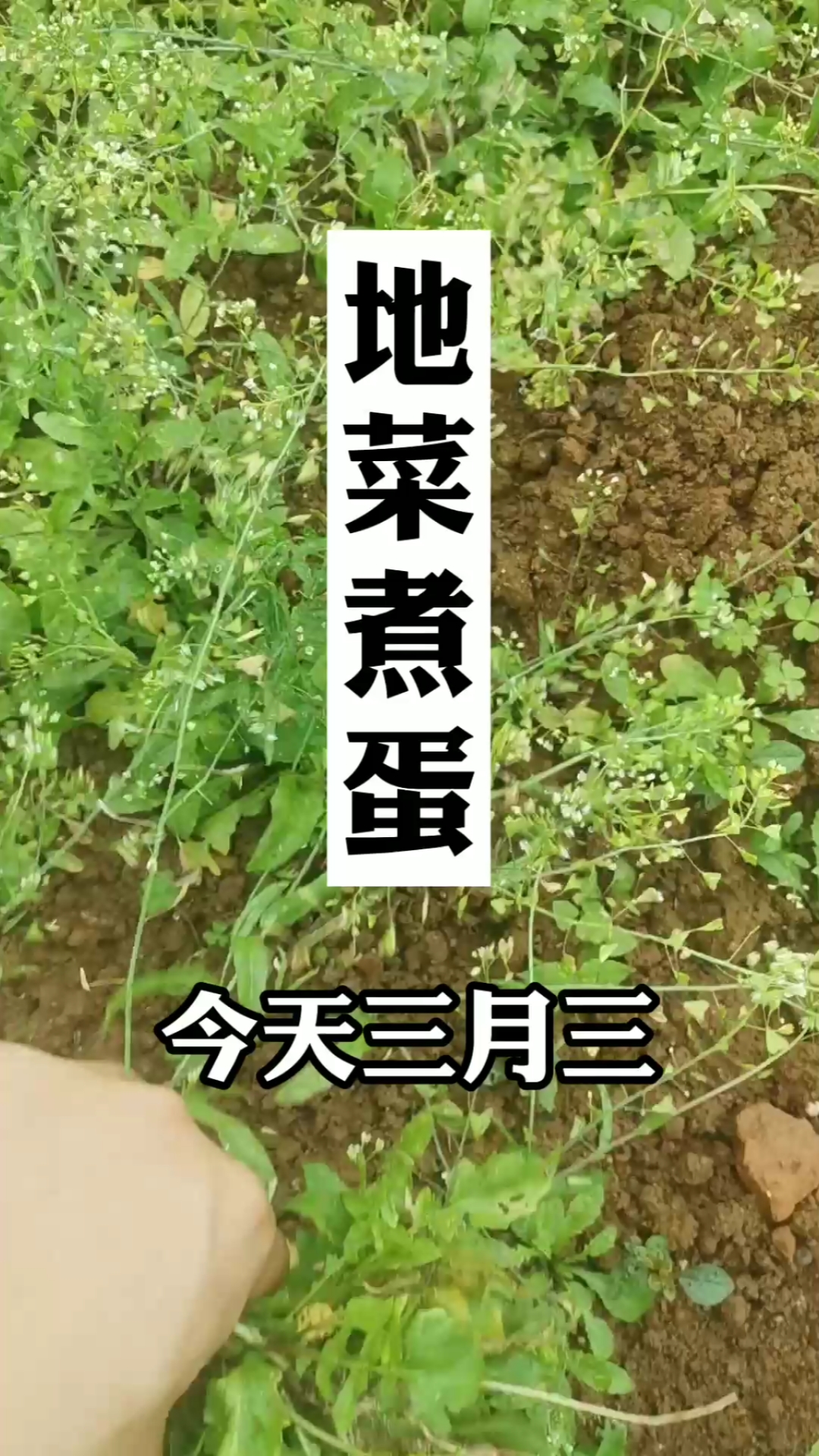 三月三,地菜煮鸡蛋,你们吃了吗?