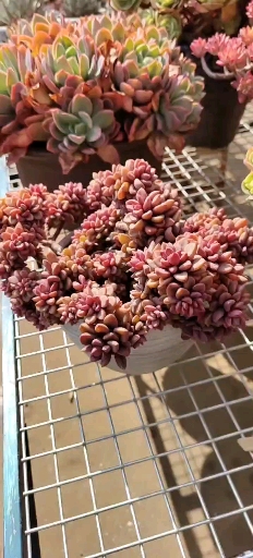 #多肉植物#花友们都在追求多肉的极红状态,标准的全红紫心老桩来了!