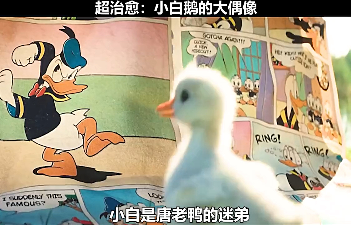 #治愈系#小小天鹅的一举一动萌化你。