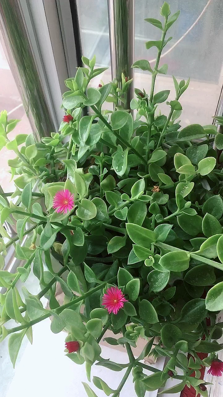牡丹吊兰养殖需要充足的光照条件,春秋冬季节每天保证6小时的光照时间