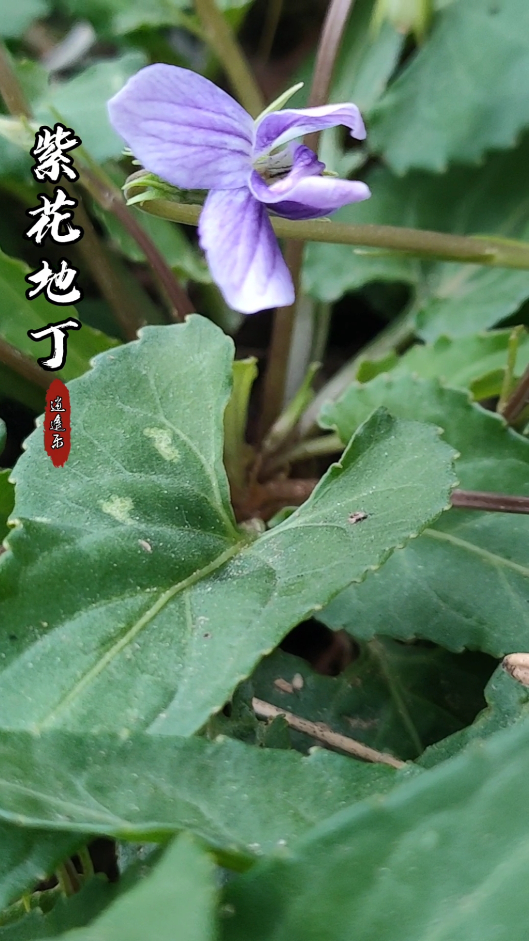 #认识中草药#百草中药之紫花地丁,正式学名为长萼堇菜,多年生草本堇菜属植物,全草入药,全年