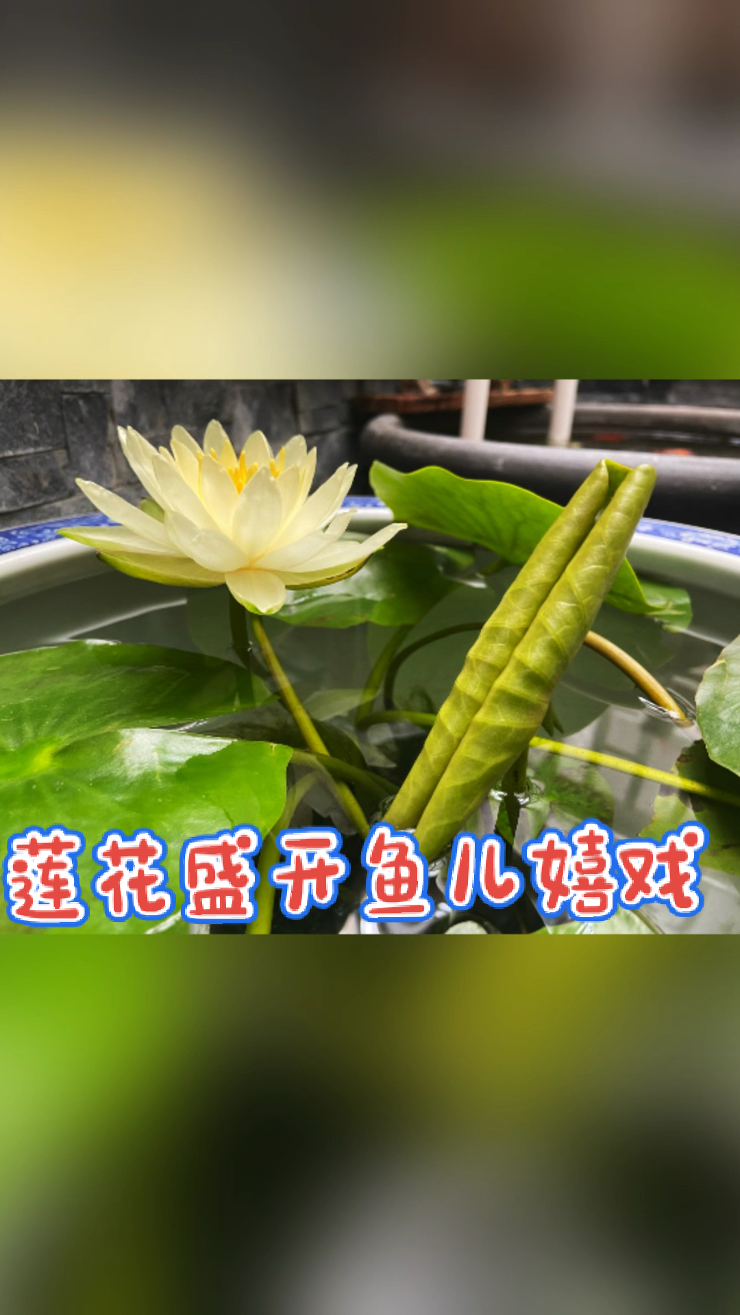 莲花盛开,鱼儿欢快的在水中嬉戏,真正的连年有余