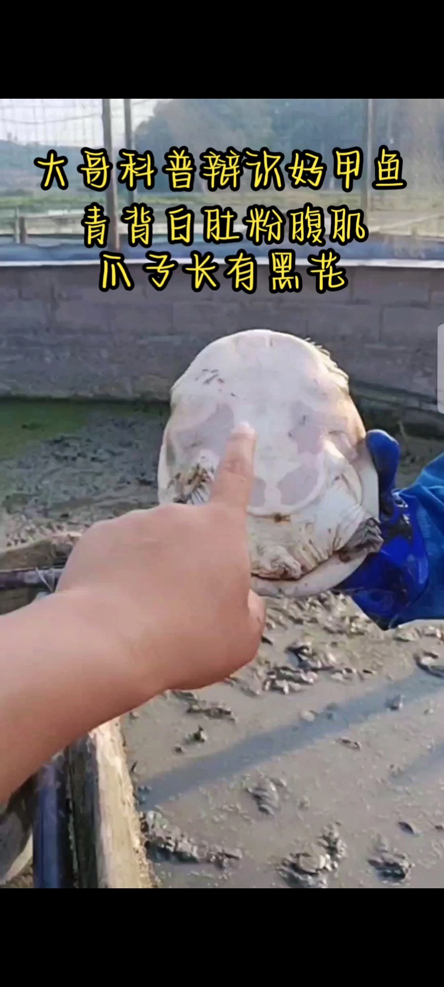 大哥科普辩识好甲鱼:青背白肚粉腹肌,爪子长有黑花!你觉得有道理吗!