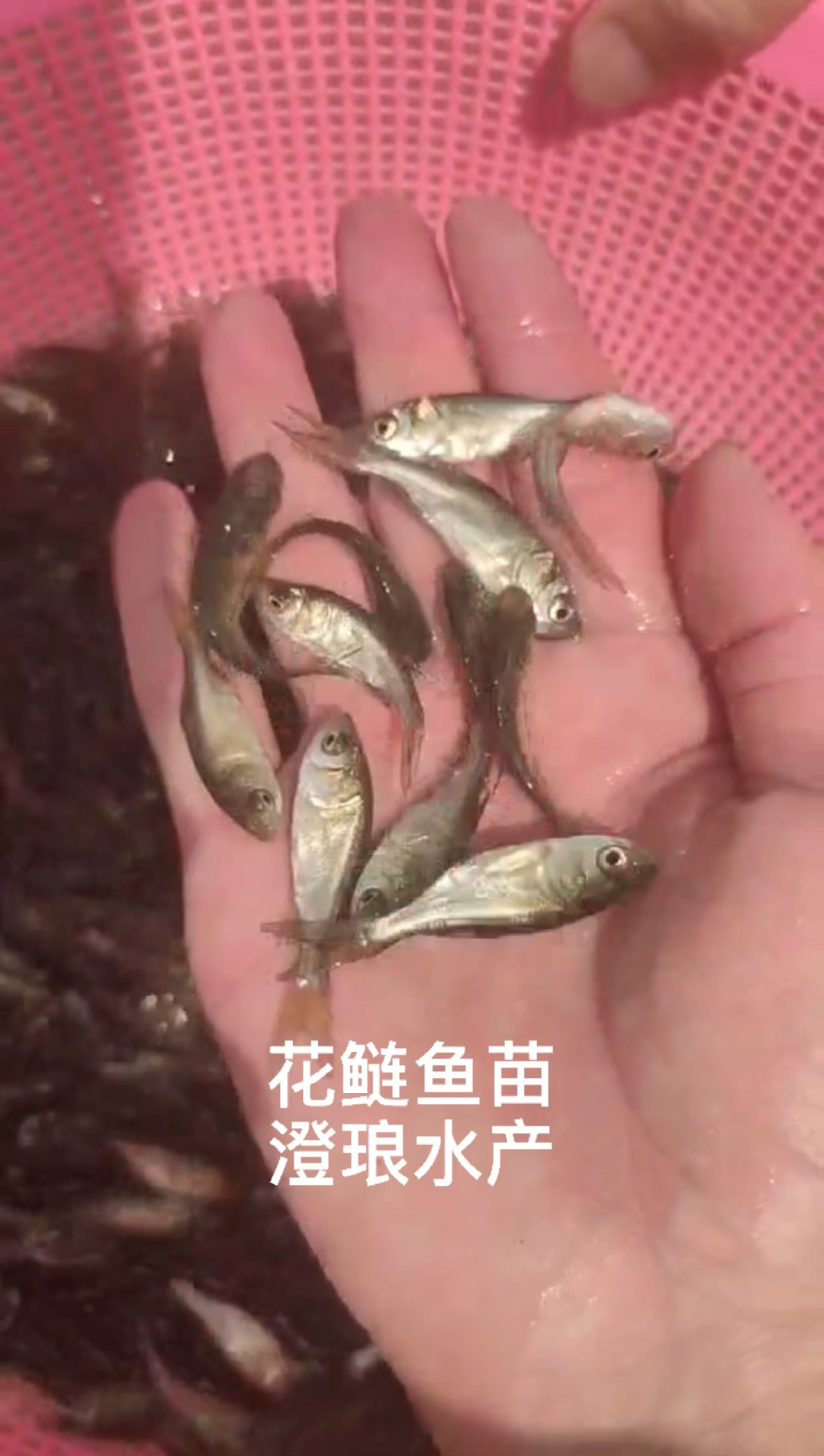 花鲢鱼苗大头鱼苗雄鱼苗鳙鱼苗胖头鱼苗活体包活包邮