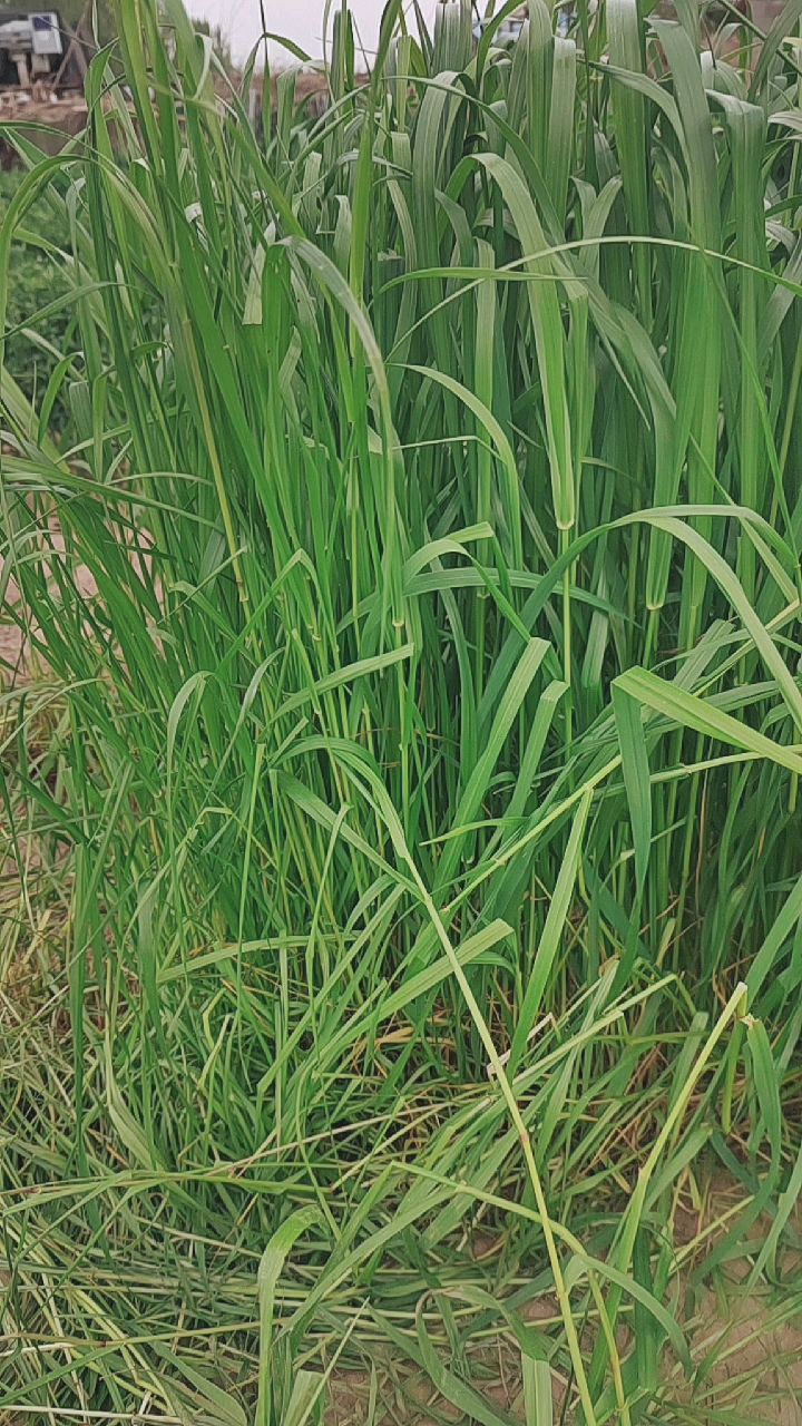 #高产牧草种子#黑麦草种子牛羊好饲料