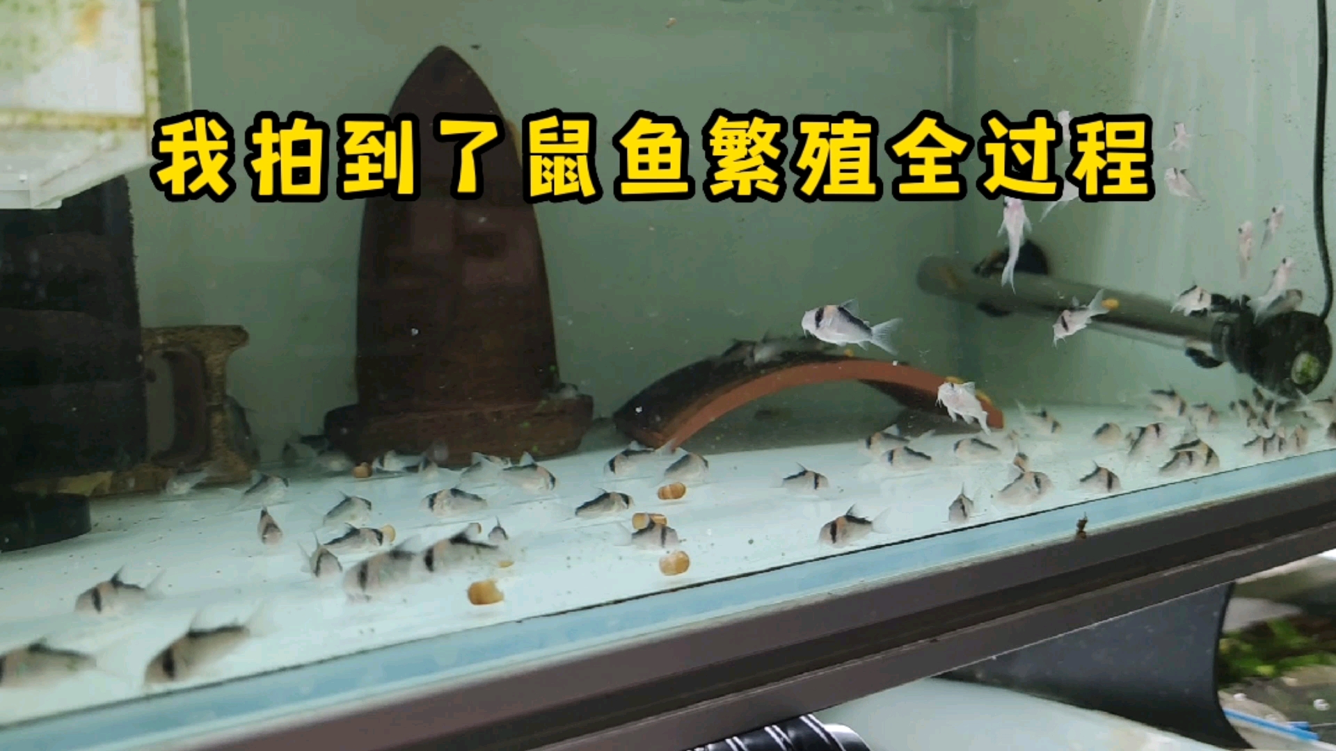 #记录生活#这就是我一直想看的的“T字型”,鼠鱼繁殖