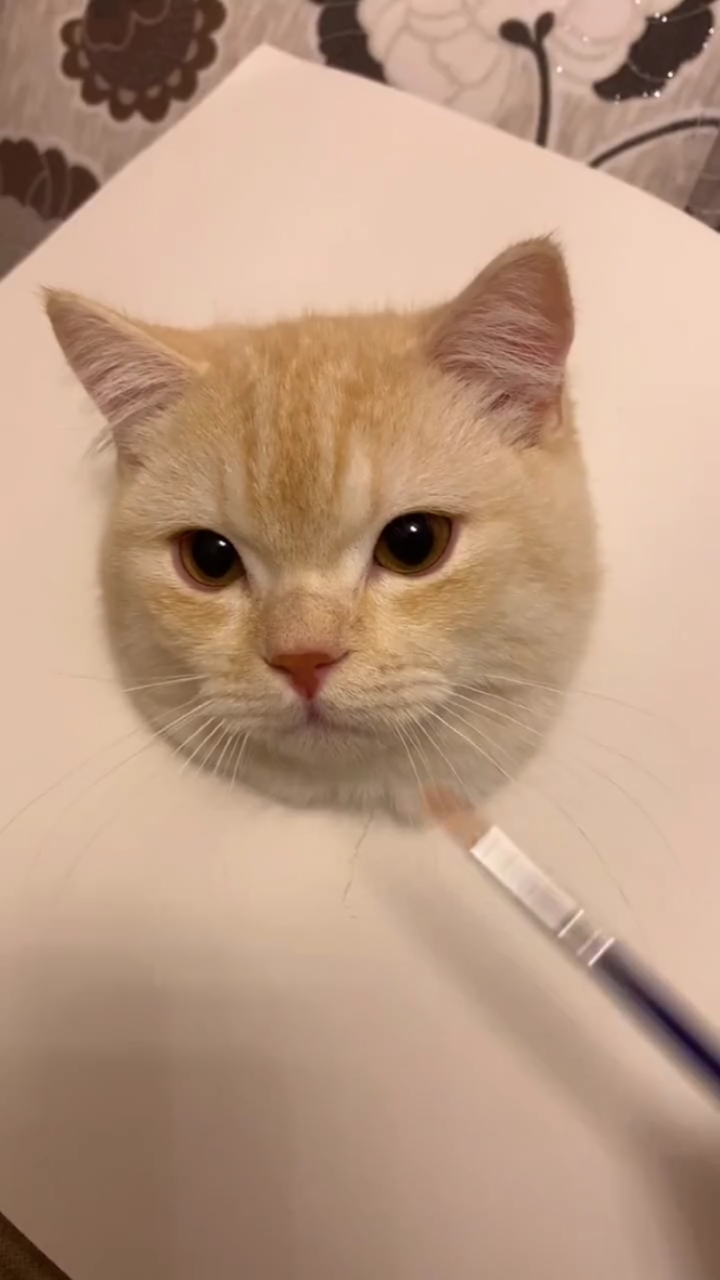 一把小鱼干就能画出这样的6D画,你想学吗。