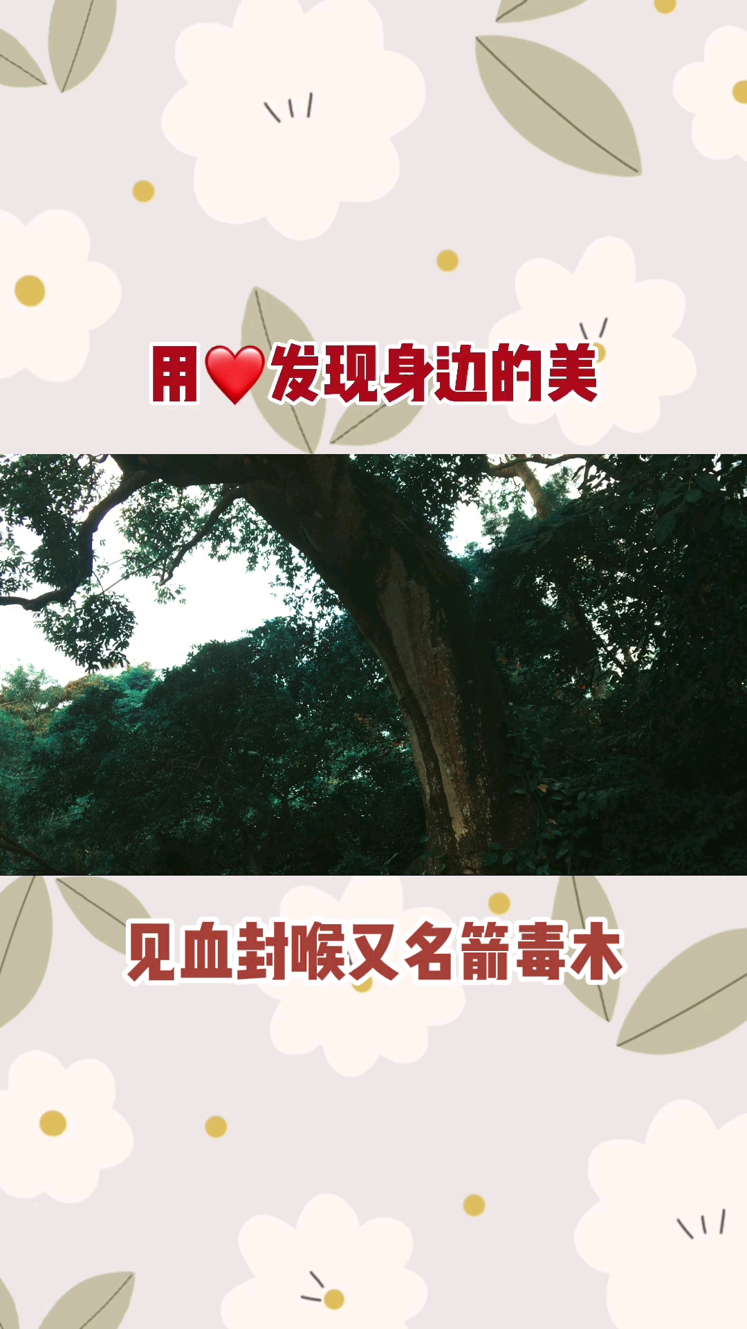 #破壳计划#号称“世界第一奇毒”的见血封喉树真能“见血封喉”吗