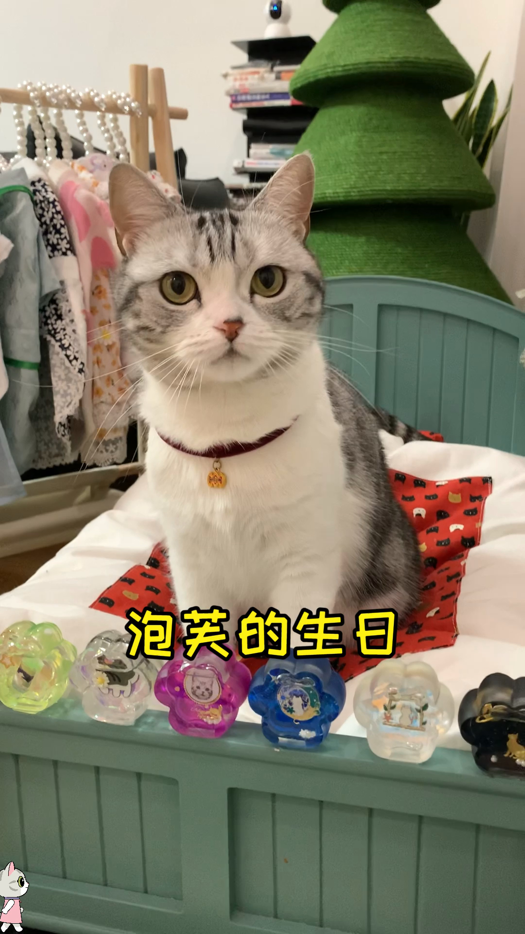 #猫咪日记#芙芙的三岁生日，伴随着大家的祝福一路健健康康长大啦，生日快乐哦小猫咪