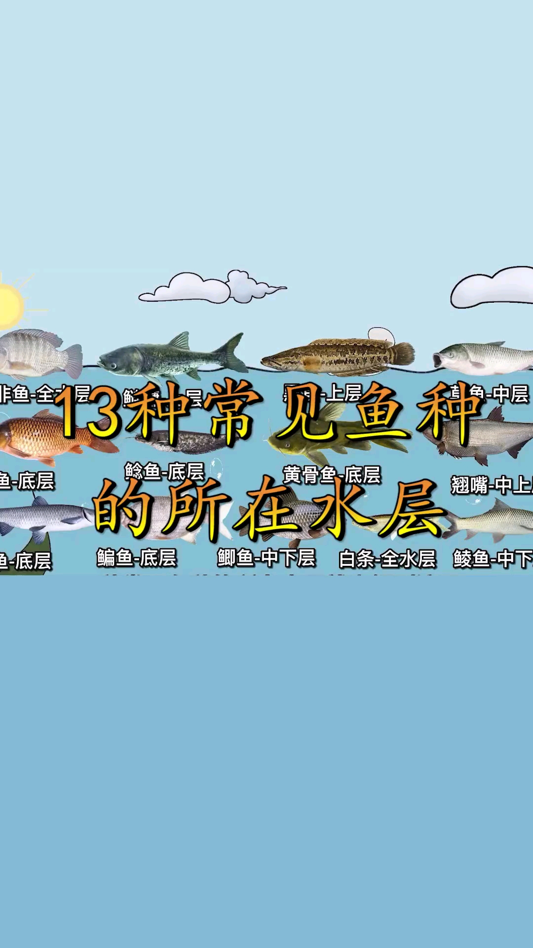 #钓鱼#钓鱼人野钓要知道的常见鱼种的鱼层，可以根据不同鱼层选择合适的垂钓方式