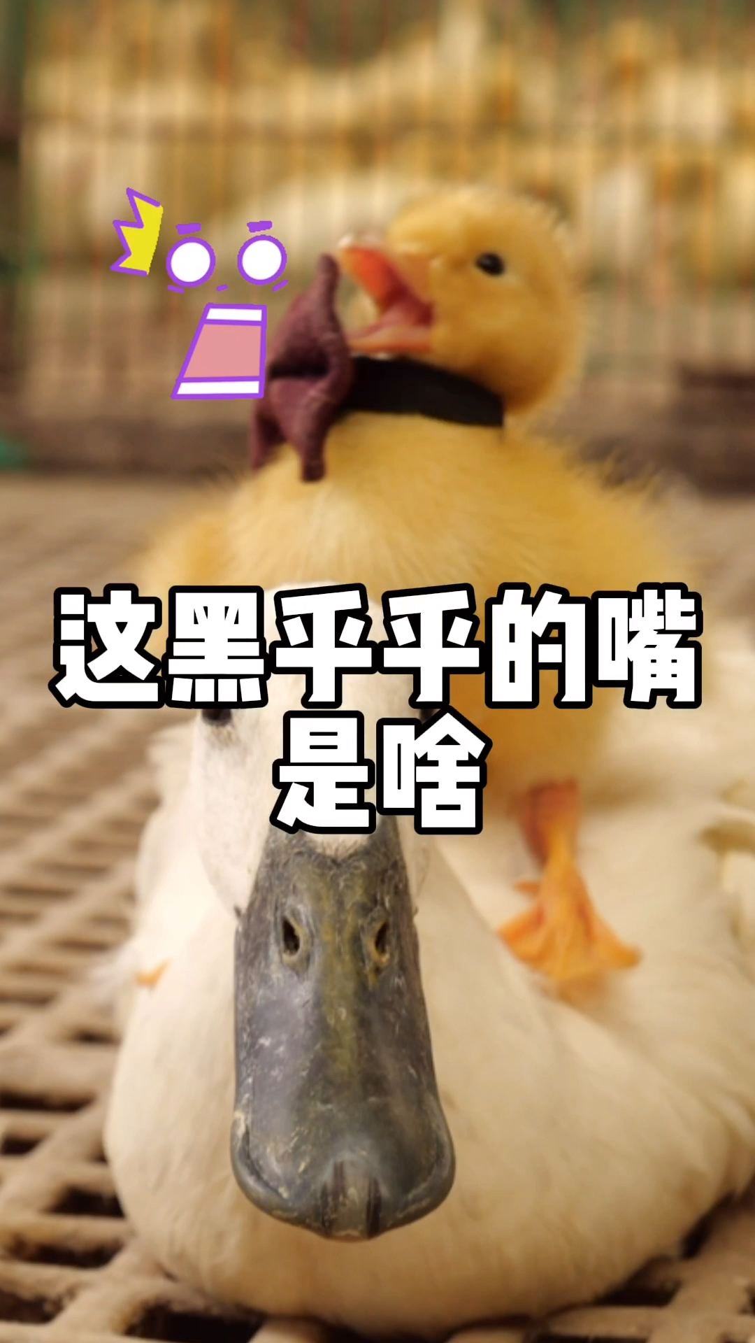 #我家萌宠成精了#连城白鸭的嘴巴黑黑的,但它的药用价值最高呢,小黄很羡慕~