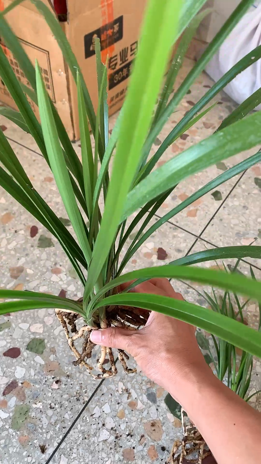 #兰花种植#现在天气开始转凉,是养兰最好季节