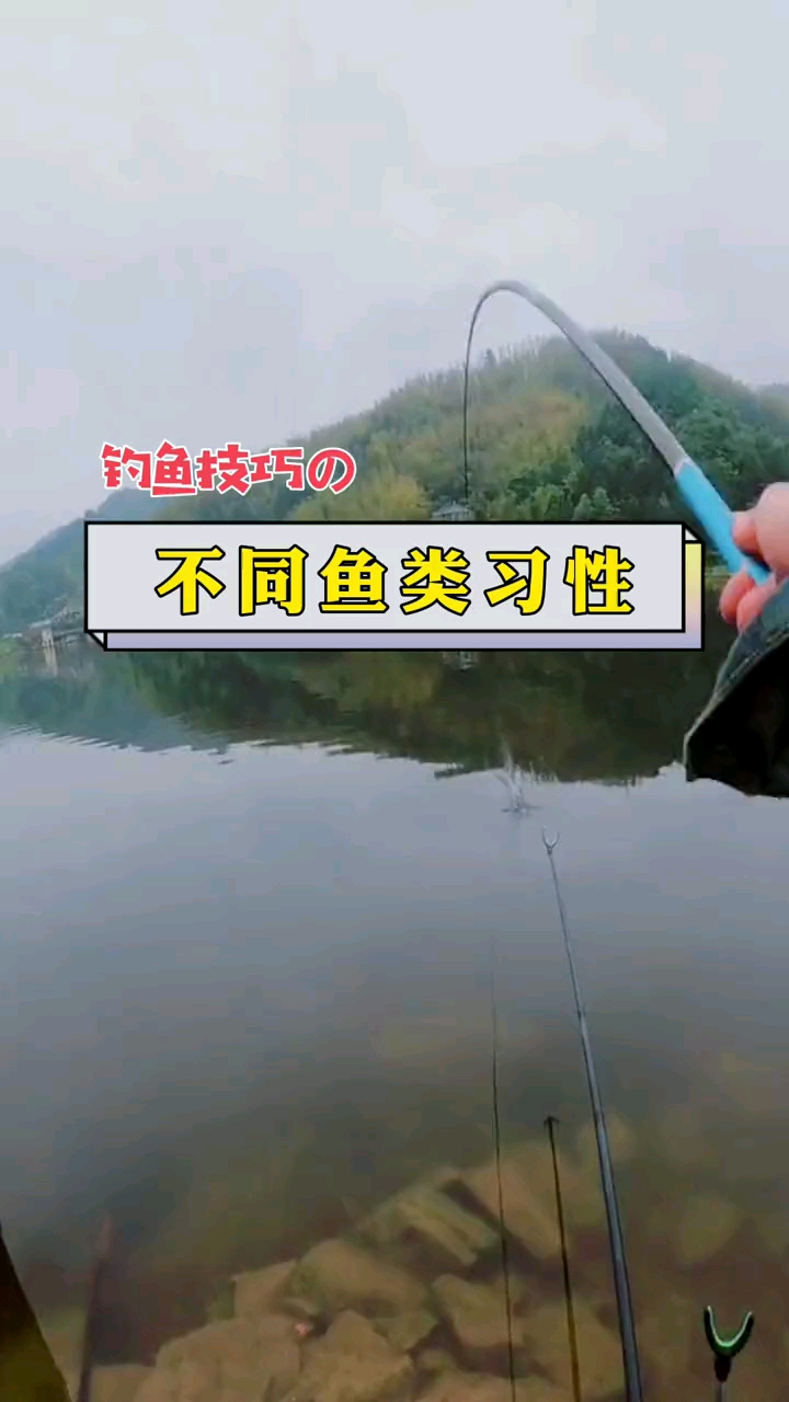 #钓鱼技巧#鲫鱼、鲤鱼、草鱼不同鱼类的习性,看完你就知道!