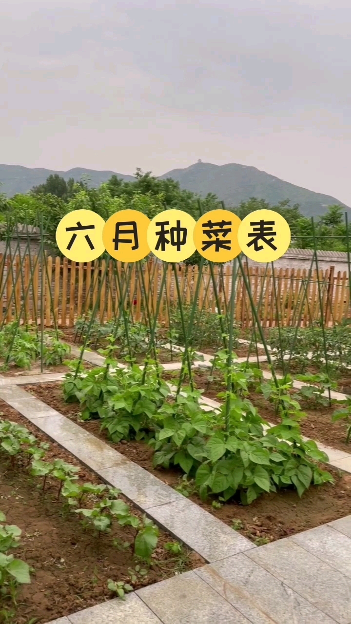 六月这些蔬菜可以准备种了