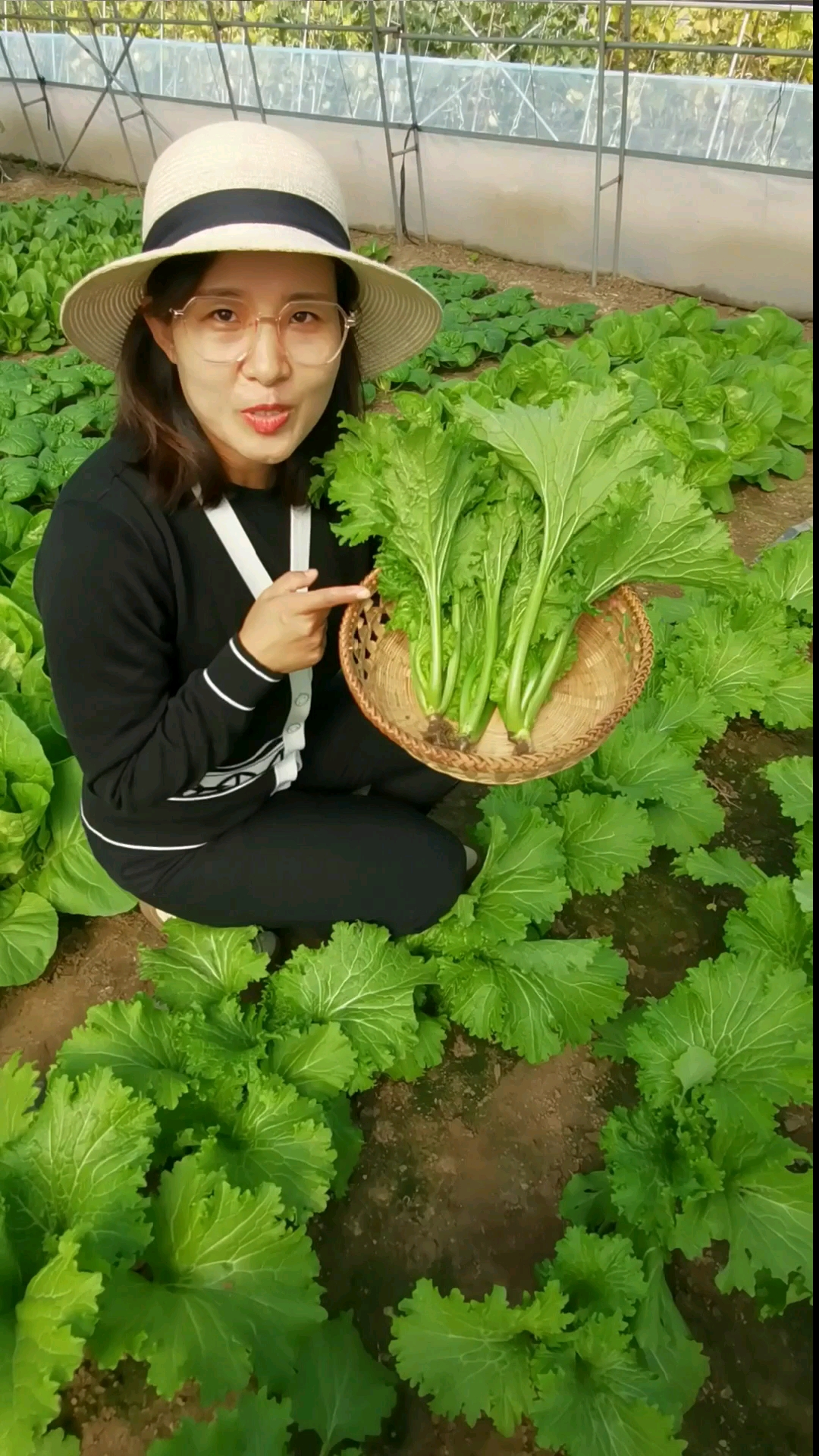 香叶饺子菜
