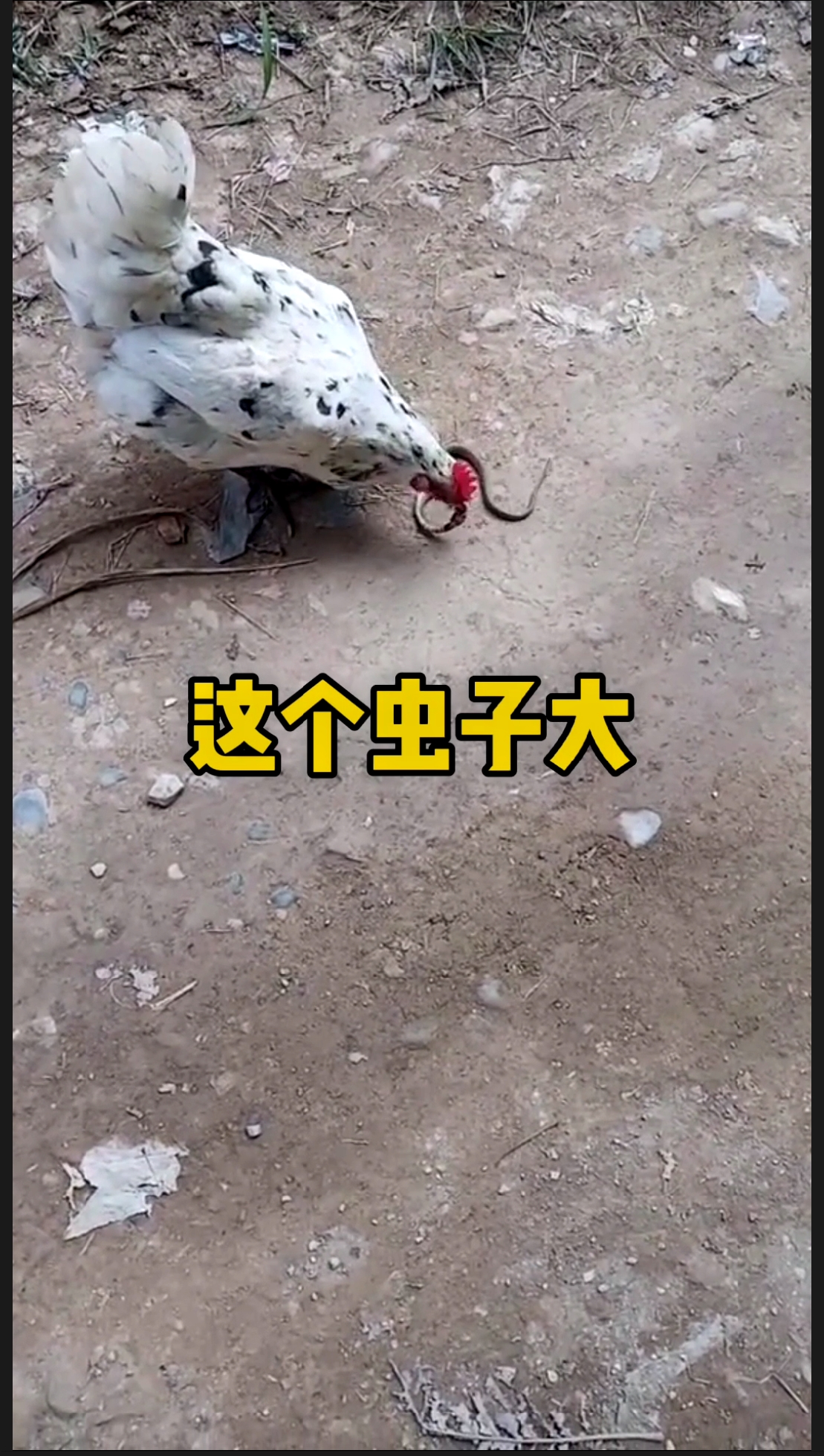 #牛逼的大公鸡#母鸡把蛇当虫子吃啦