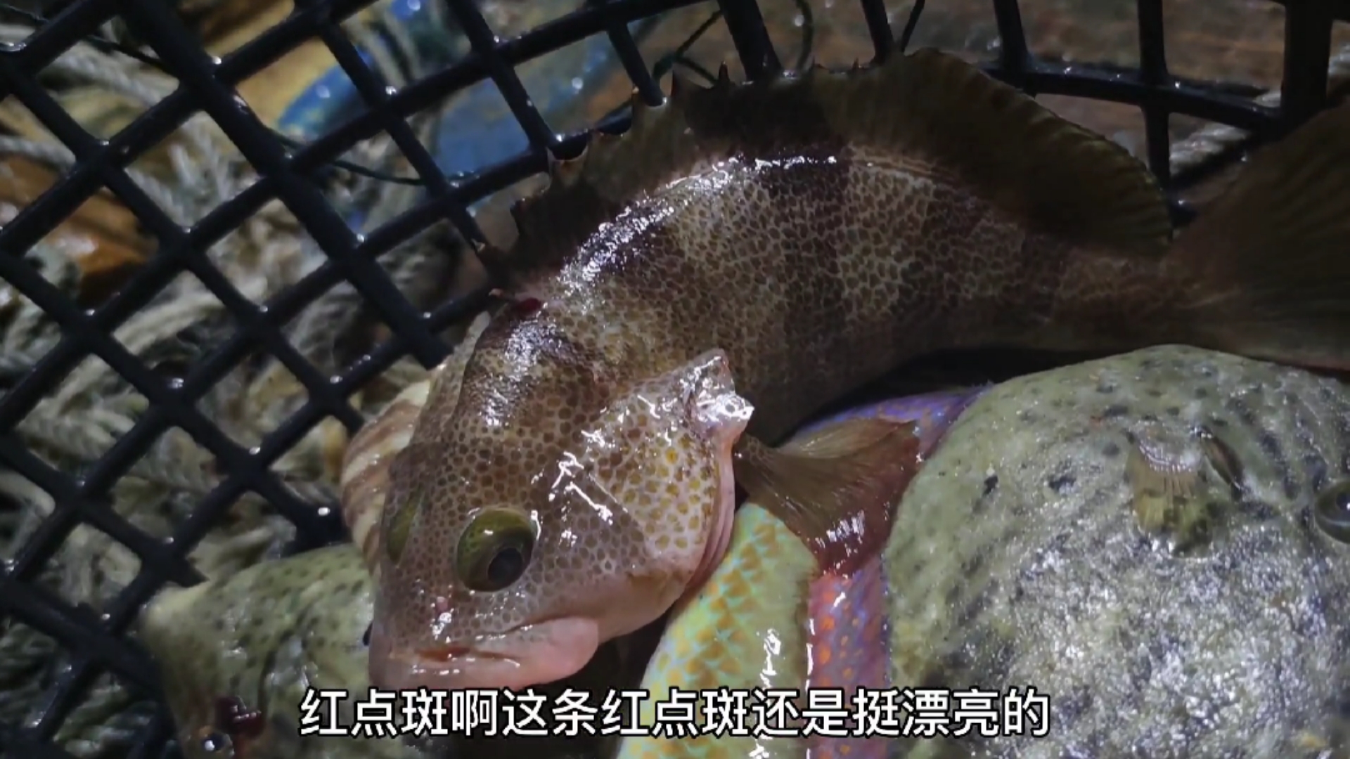 #南澳岛#外海直播渔民拉网全过程,渔获够多种类也多,光石斑就上了3种了(四)