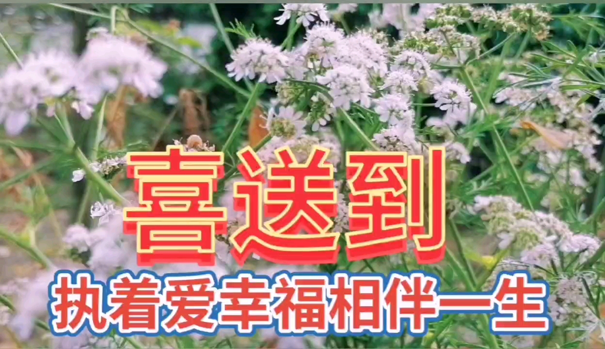 #执着爱幸福相伴一生#芹菜小花盛开自然风景,想不到小小的芹菜花,看上去蛮漂亮!