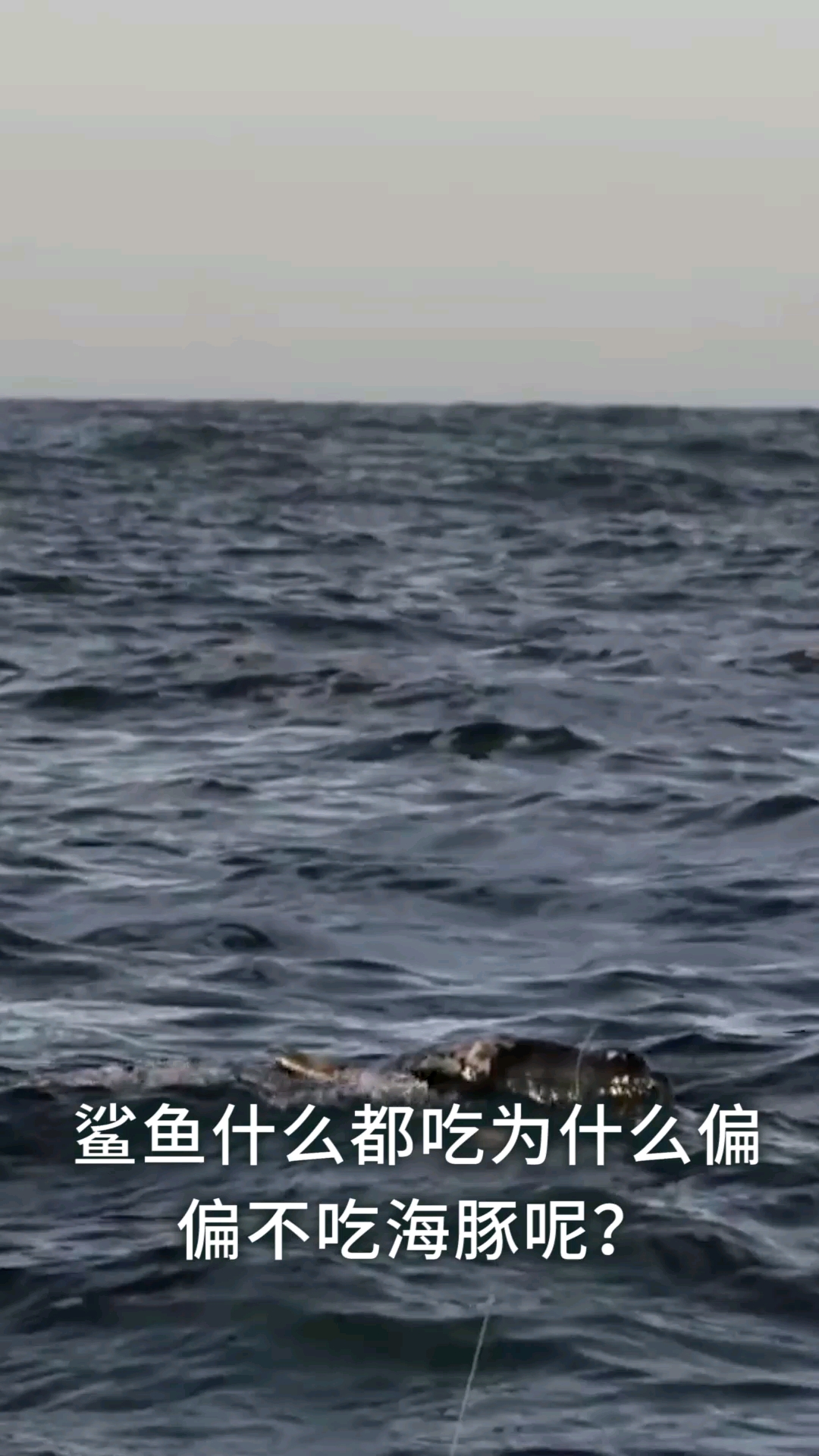 鲨鱼什么都吃为什么偏偏不吃海豚呢?