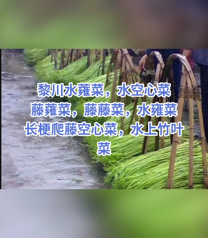 野菜亩产万斤,农户走上发家致富之路。