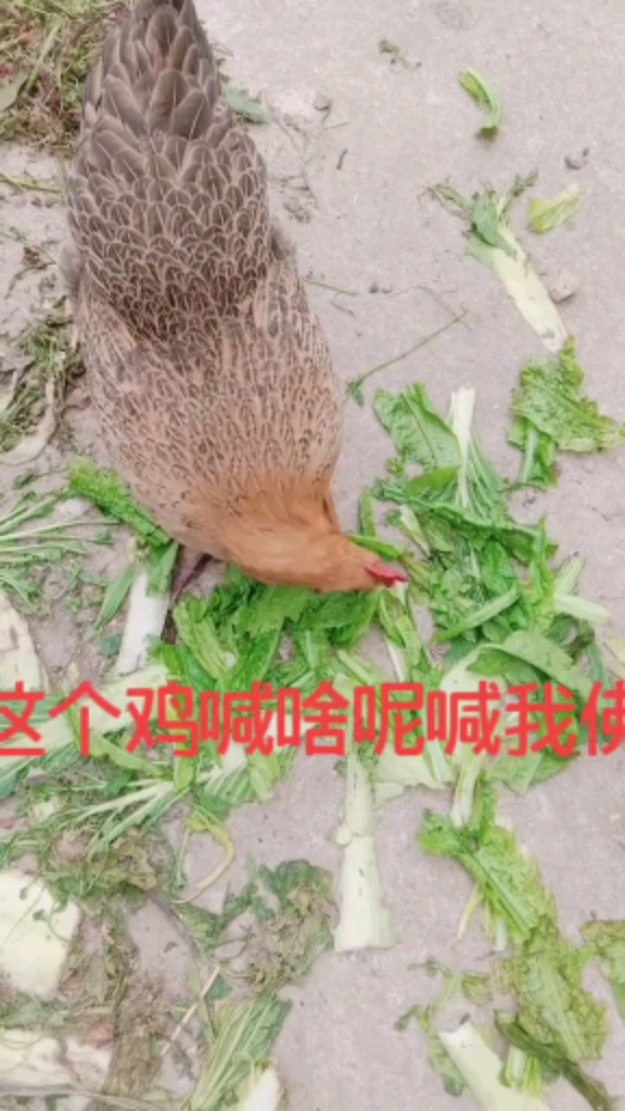 母鸡下蛋叫声都不一样,其实和人差不多啦,声带不一样而已。