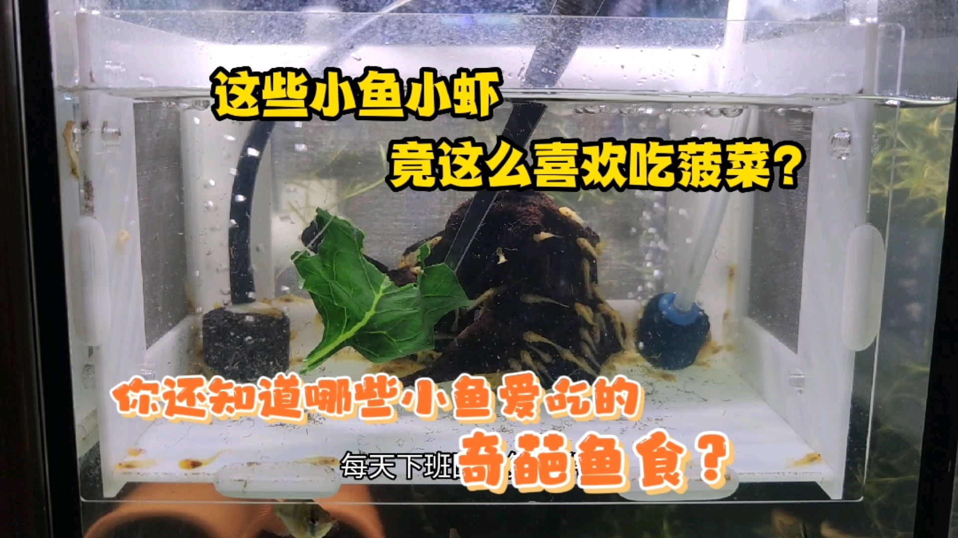 #记录生活#鱼虾不止吃饲料，还喜欢吃蔬菜，小鱼小虾最爱吃的素食（菠菜）