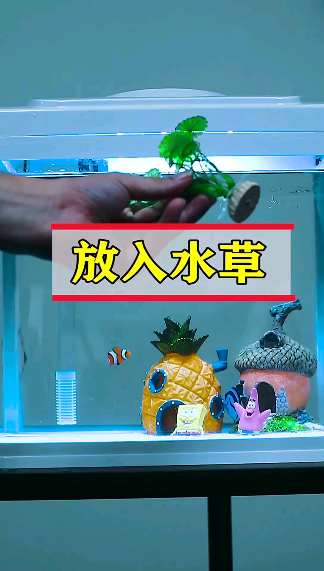 鱼友们觉得这棵小草漂亮吗#小丑鱼#至尚水族馆#