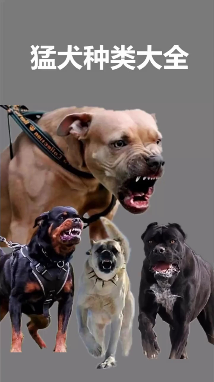 猛犬种类大全你了解多少