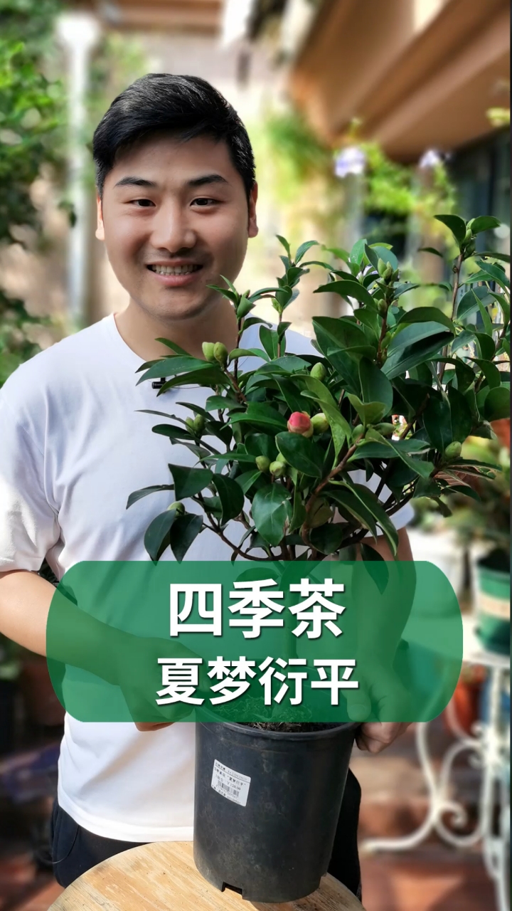 #好物推荐#四季茶花,满足你对茶花的所以渴望