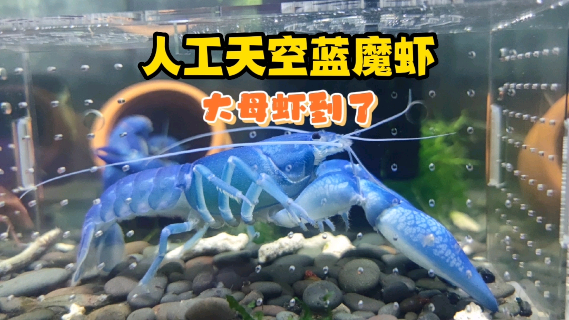 #记录生活#人工天空蓝魔大母虾到了,这吃食的动作,有种大姐大的风范