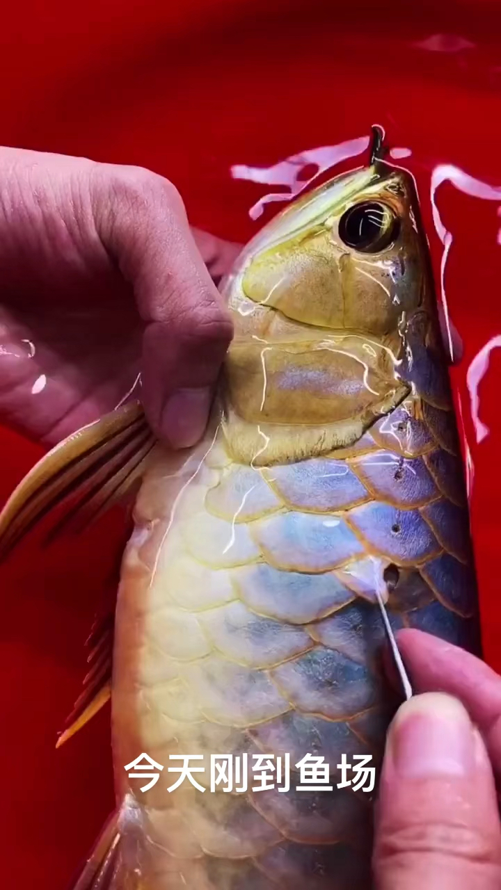 龙鱼鳞片坏了怎么办