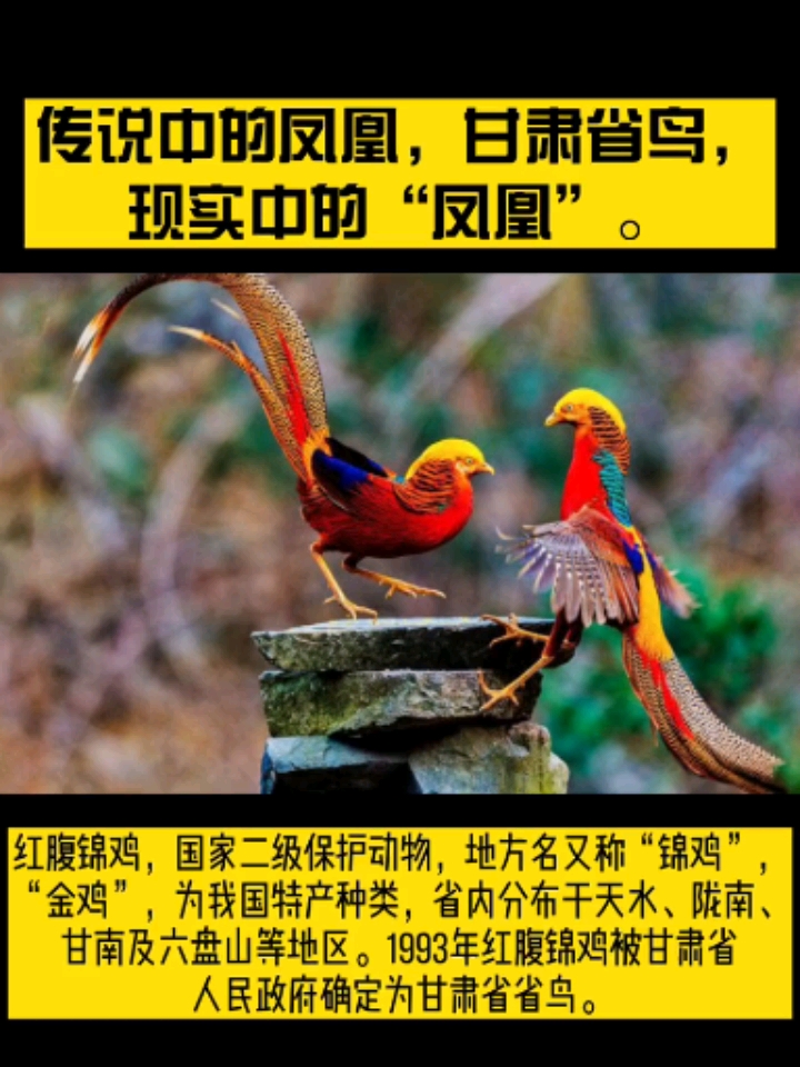 传说中的凤凰,甘肃省鸟