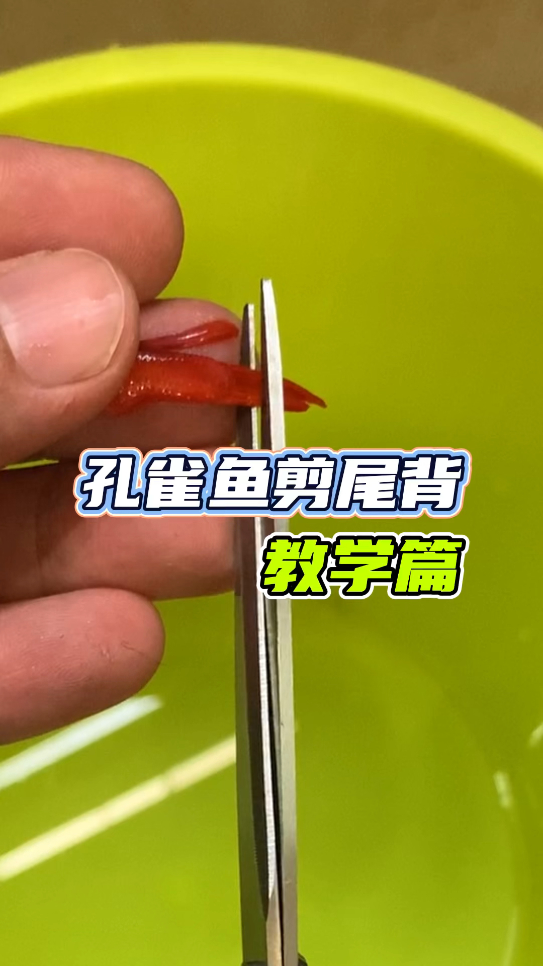 孔雀鱼剪尾背教学#孔雀鱼#观赏鱼#集结吧光合创作者#养鱼日常#养鱼人