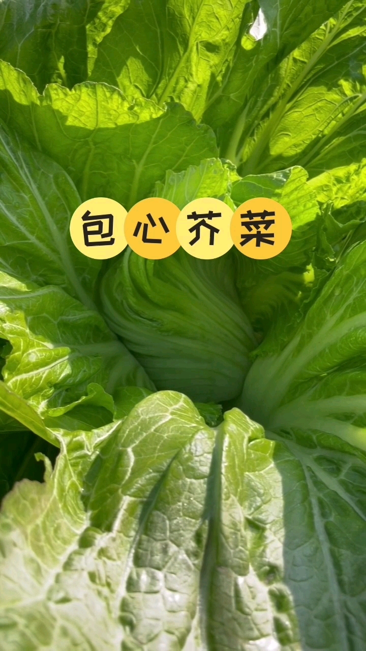 包心芥菜,可以种了