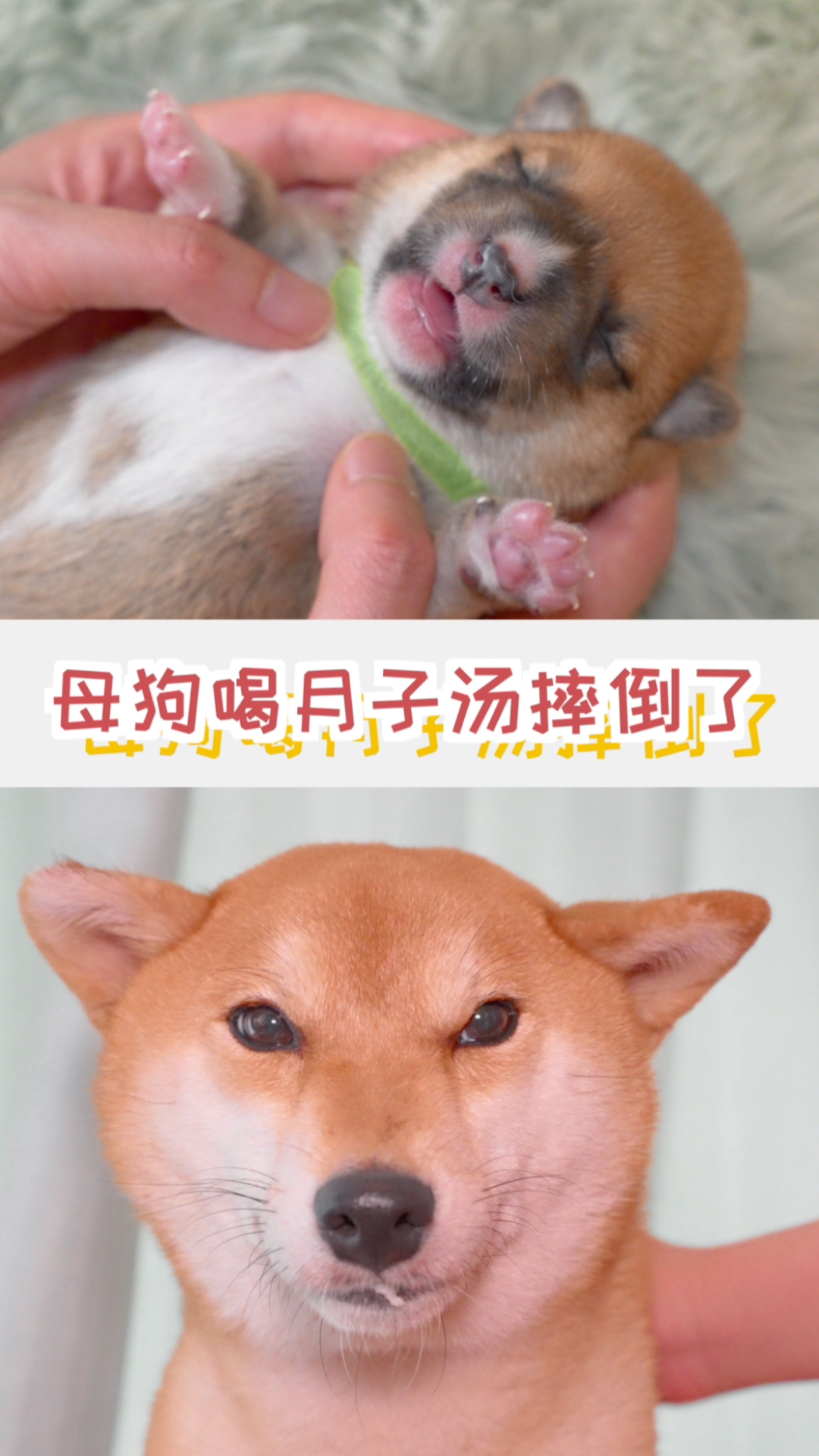 好好的一个狗子,生完小狗喝个鲫鱼汤,突然摔倒了