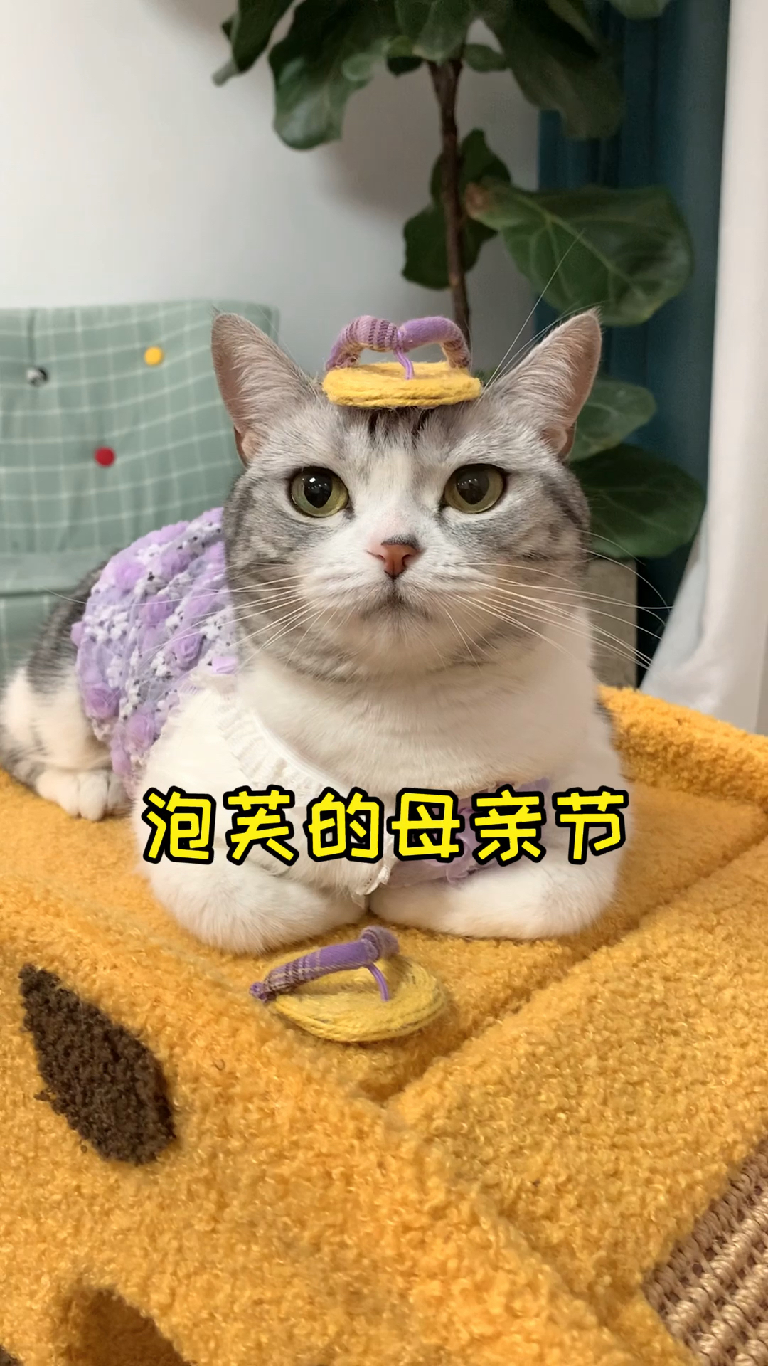 #猫咪日记#母亲节了，要记得跟妈妈说声辛苦了，给她一个大大的拥抱哦～