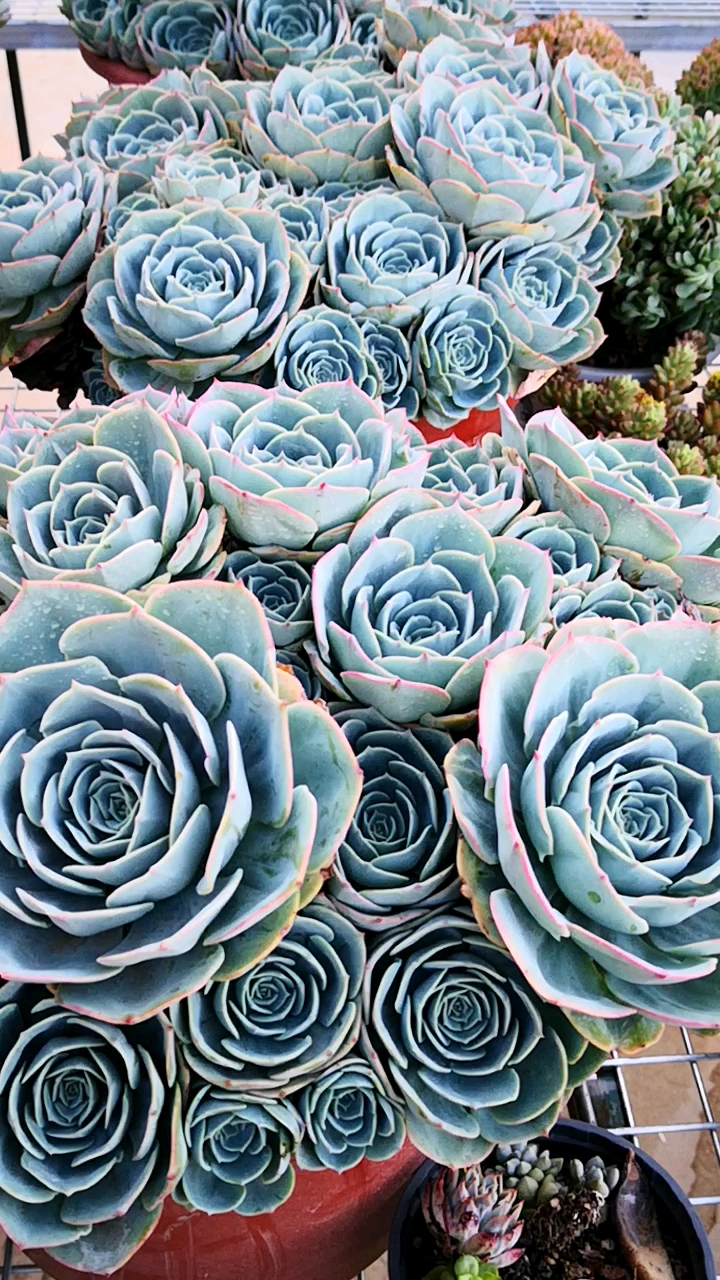 #有一种可爱叫多肉!#玉蝶手捧花老桩,就算夏必死也挡不住肉友们对它的喜欢!