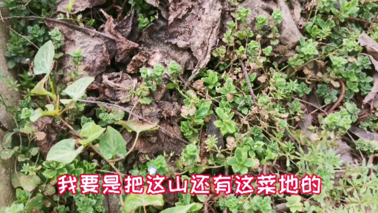 #生活小窍门#费菜长叶子了说说它的特性及食用方法