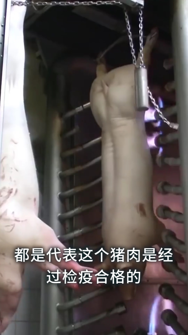 卖的猪肉上为什么有的盖蓝紫章有的盖红章呢?