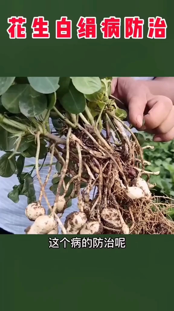 花生白绢病防治《下》