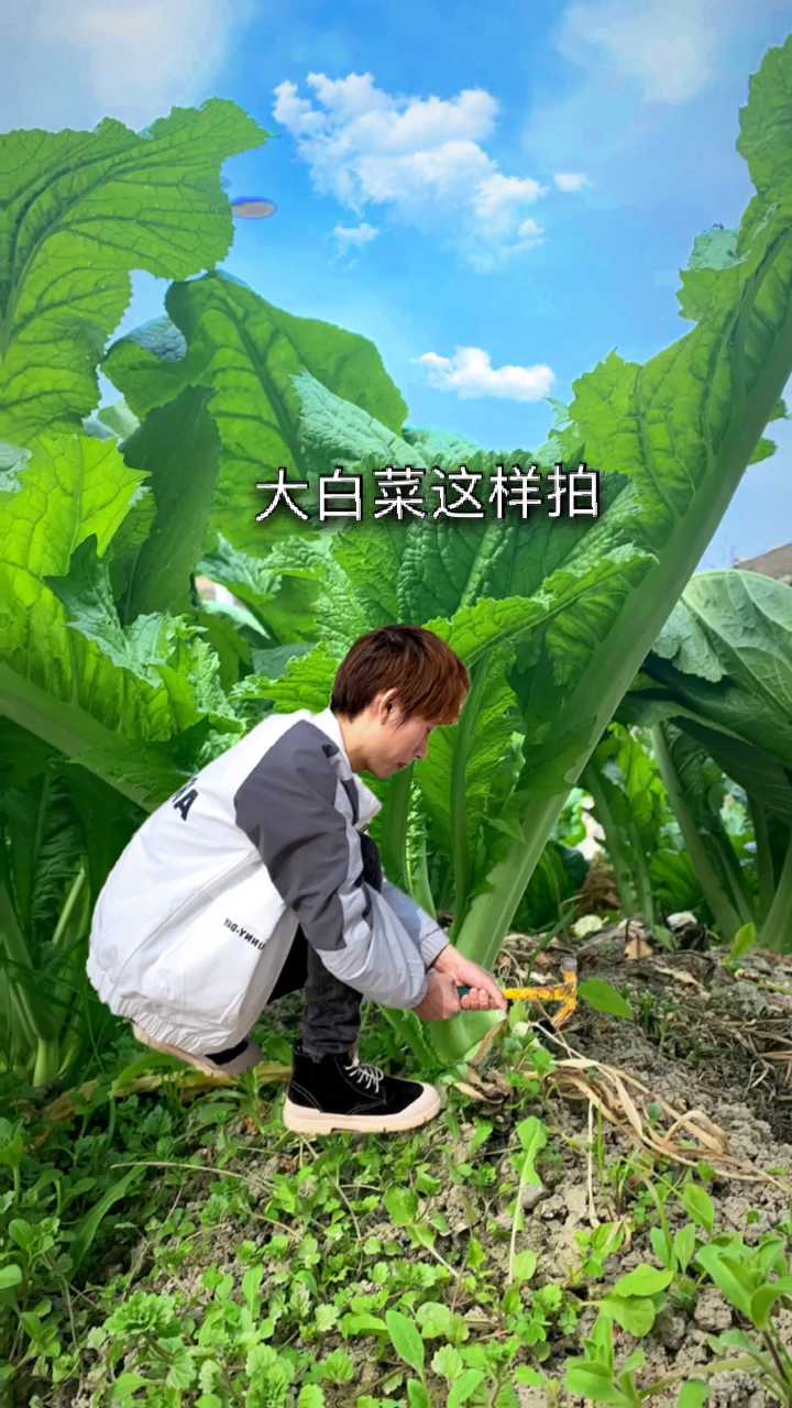 大白菜这样拍太好玩了