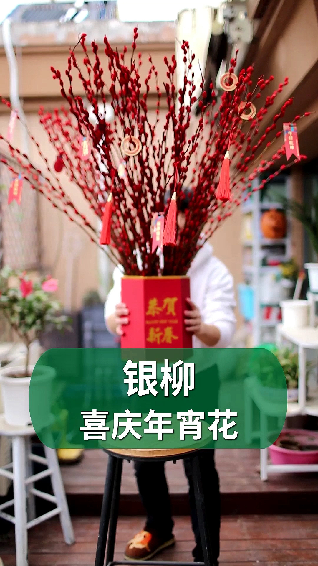 #好物推荐#发财之花银柳,放在开门就能看见的地方,寓意开门红!