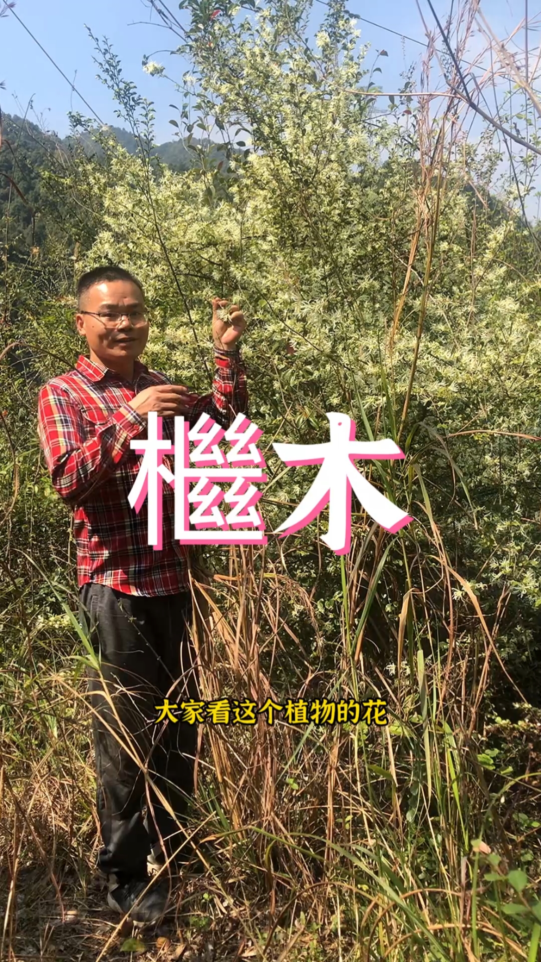 檵木为什么又叫纸末花?
