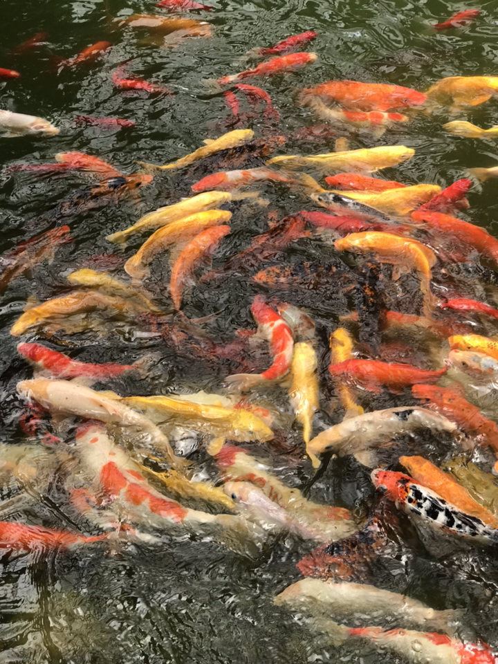 鸽子和金鱼