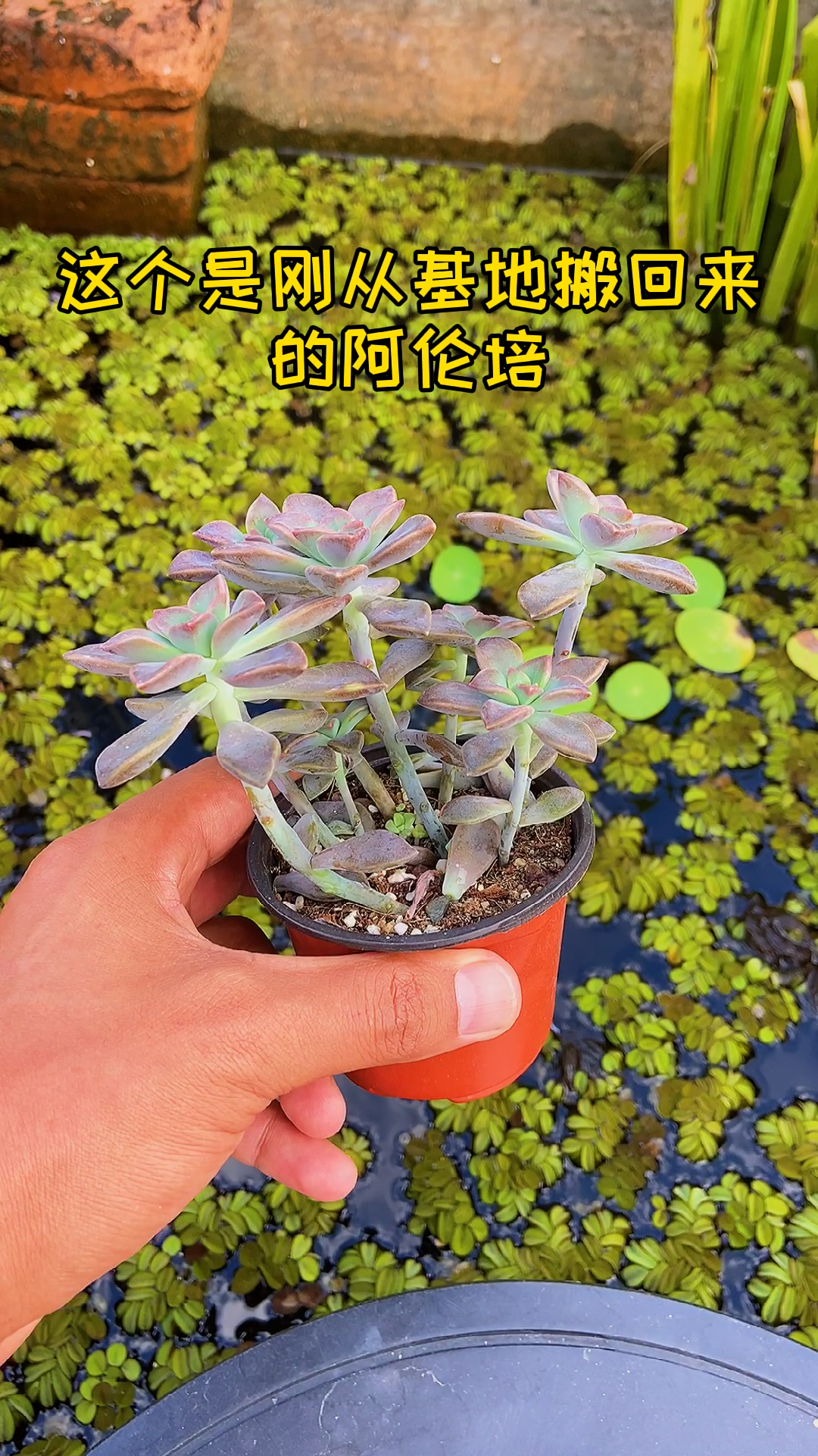 #有一种可爱叫多肉!#阿伦培,先让它徒长成小老桩之后再露养出状态