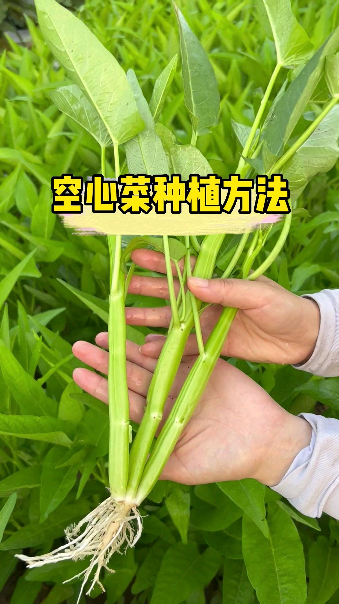 #田园生活#这个三叉空心菜脆嫩好吃又高产，春天一定要种一些哦