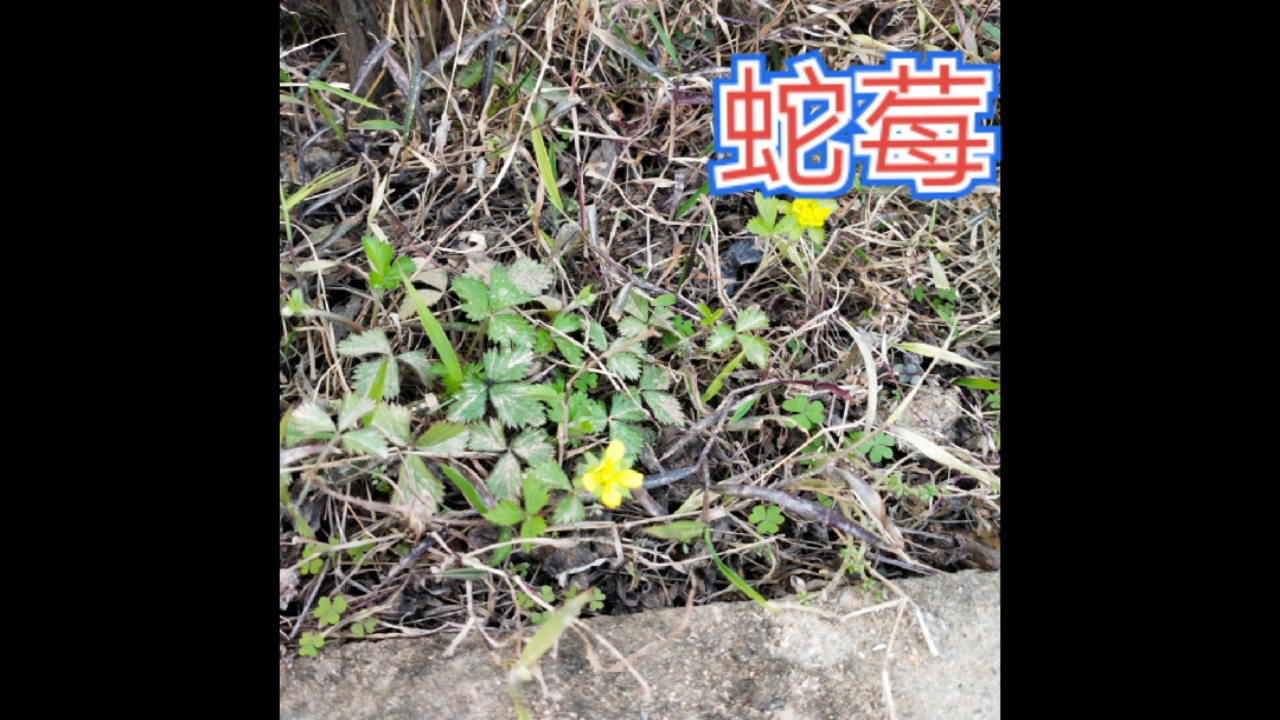 #草本知识#蛇莓别名：蛇泡草、龙吐珠、三爪风、鼻血果果、珠爪、蛇果、鸡冠果、野草莓、蛇藨、