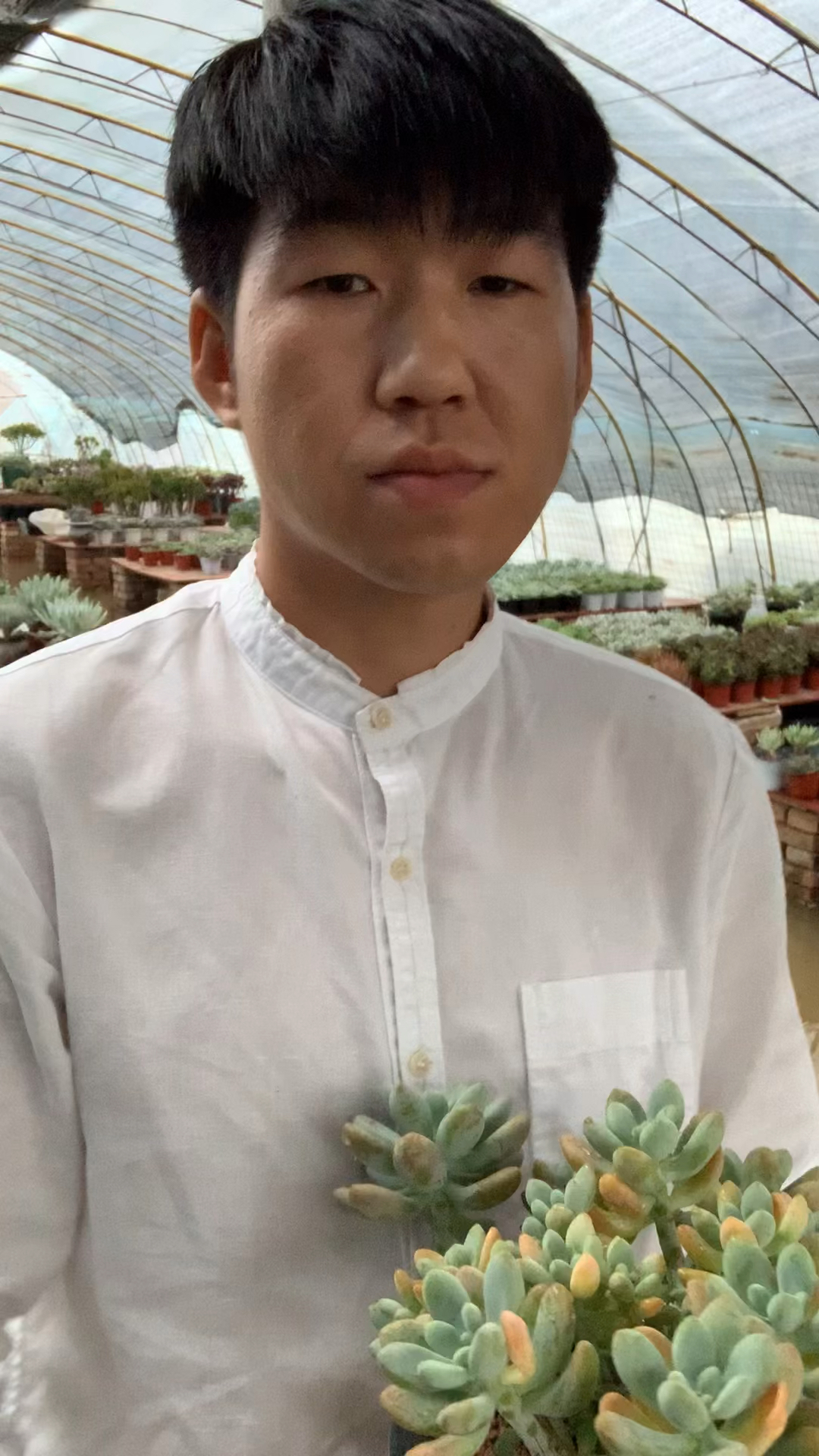洛神景天科景天属桃蛋和劳尔的杂交品种